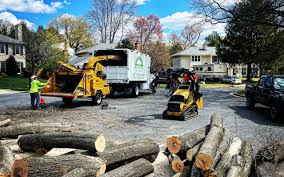 Best Stump Grinding and Removal  in Albuquerque, NM