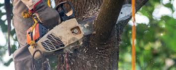 Best Arborist Consultation Services  in Albuquerque, NM