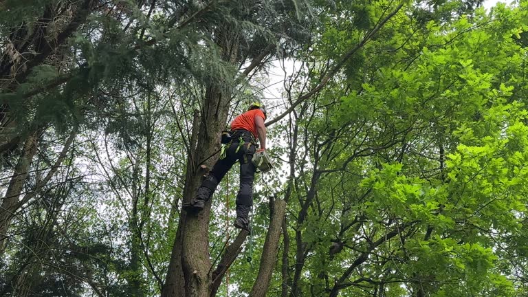  Albuquerque, NM Tree Services Pros