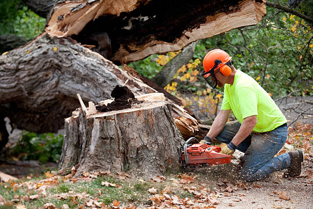 Best Tree Mulching  in Albuquerque, NM